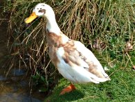 Un'anatra bellissima anatra bianca