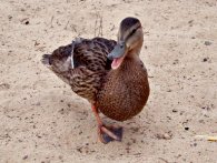Una simpatica anatra chiacchierona. anatra simpatica