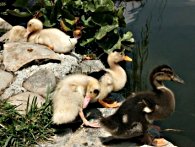Bellissimi anatroccoli liberi in uno stagno: non saranno rinchiusi in gabbia e ammazzati. anatroccoli