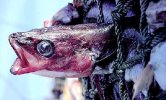pesce infelice