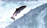 salmone