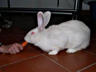 Questo coniglio è goloso di carote, come da tradizione! coniglio