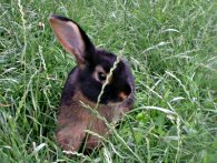 coniglio nell'erba