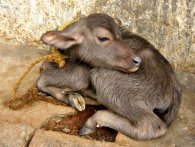 Un bellissimo cucciolo di bufalo. cucciolo di bufalo