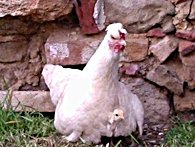 Mamma gallina difende il suo pulcino da tutto e tutti! gallina con pulcino
