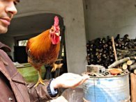 Un gallo simpaticissimo che ama spiccare balzi! Il gallo salterino
