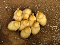 Un gruppo di anatroccoli piccolissimi e indifesi. gruppo anatroccoli