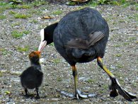 La mamma si prende cura dei suoi pulcini. mamma anatra e pulcino