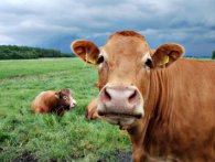 Una mucca con una faccia simpaticissima! mucca simpatica