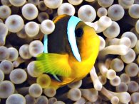 pesce nemo