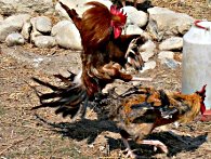 Galli e galline molto vivaci! galli
