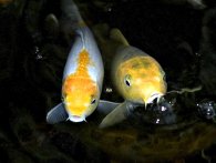 pesce colorato