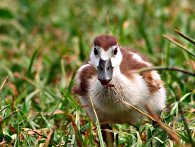 Un bellissimo pulcino di oca: speriamo non venga mai torturato per produrre il foie gras. pulcino di oca