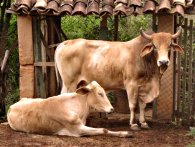 Un toro e una mucca in India. toro e mucca